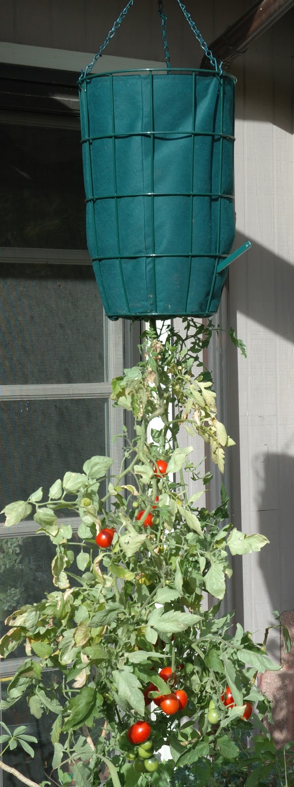 JeffCo Master Gardeners: Upside-Down Tomato Planters by Duane Davidson
