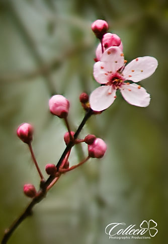 Cherry Blossams4, Federal Way Photographer