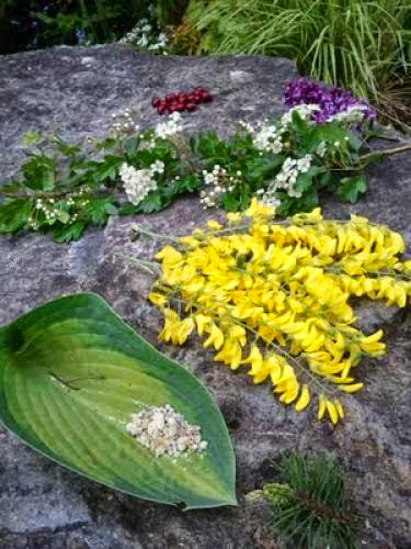 Gifts From The Wild Wood