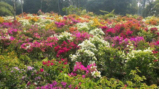 Shree Balaji Rose Nursery, A/p Sortapwadi, Pune-solapur Road, Near Bharat Petrol Pump, NH9,Tel Haveli,, Dist -Pune, Pune, Maharashtra 412110, India, Plant_Nursery, state MH