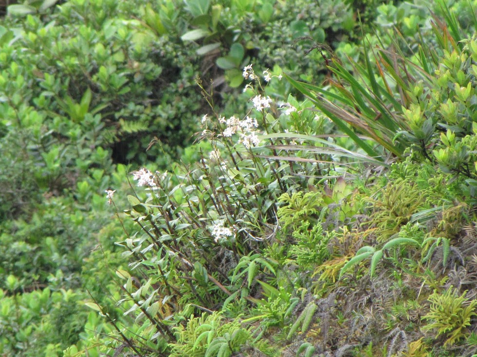 Epidendrum patens in situ Gouadeloupe+2010+jack+125