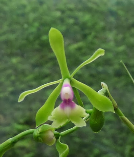 Epidendrum pseudepidendrum P1370191