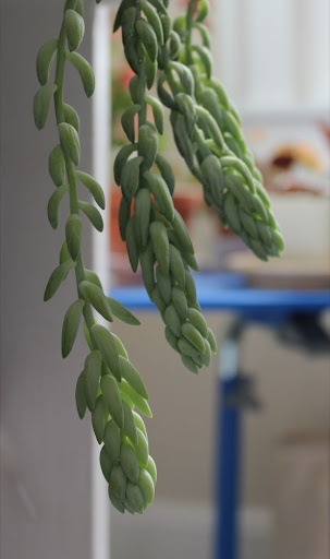 hanging succulent plant