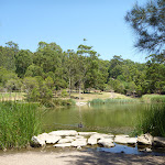 Large pond with black swan in Richley Reserve (401596)
