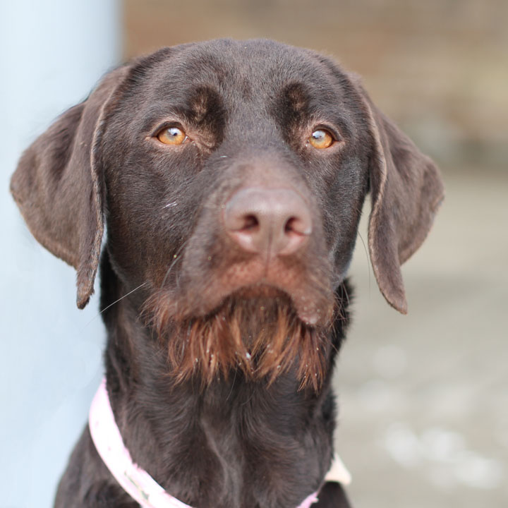 A cross between the german wirehaired pointer and labrador retriever, these...