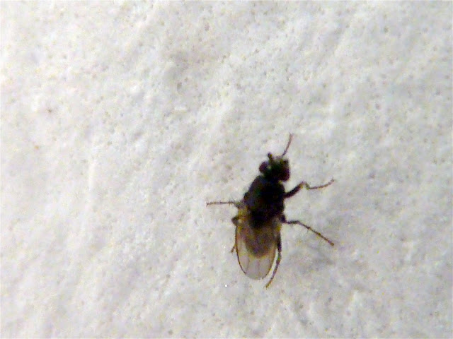 Tiny black flies in house uk, how to get rid of mole ...