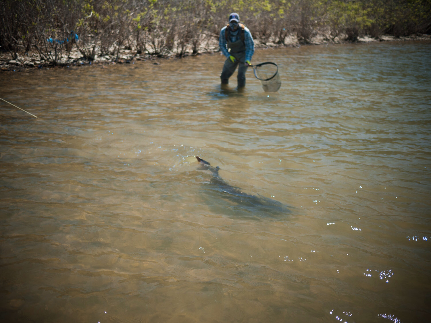 Photos and Story of An Amazing Catch: Sturgeon on the Fly - Orvis News