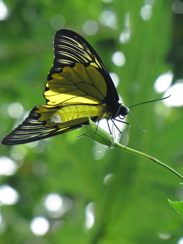 Papillons de l'ile de Sumatra IMG_3176