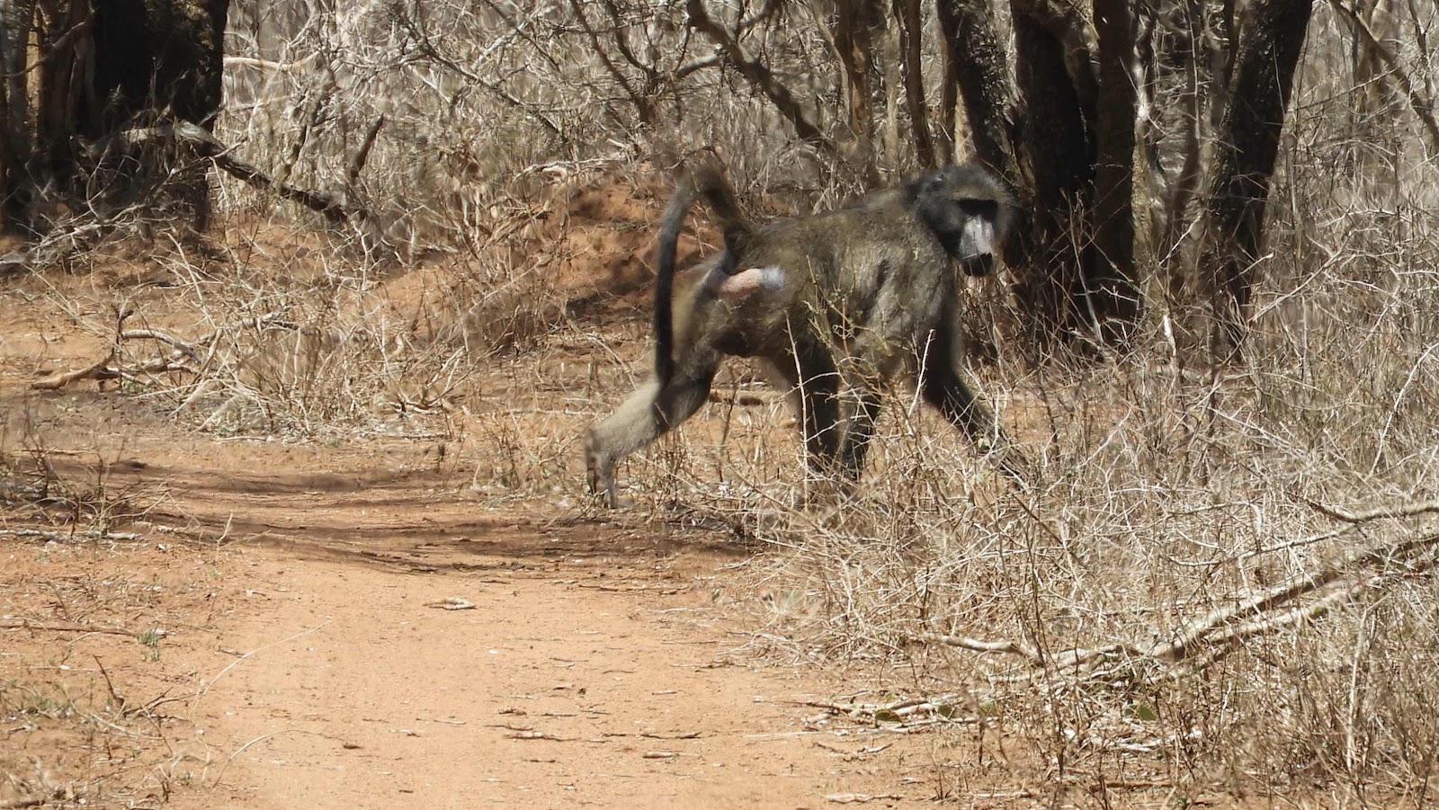 Baboon Hlane eSwatini