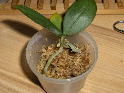 Repot a Phalaenopsis in sphagnum intermediate stage, placement of the orchid plant