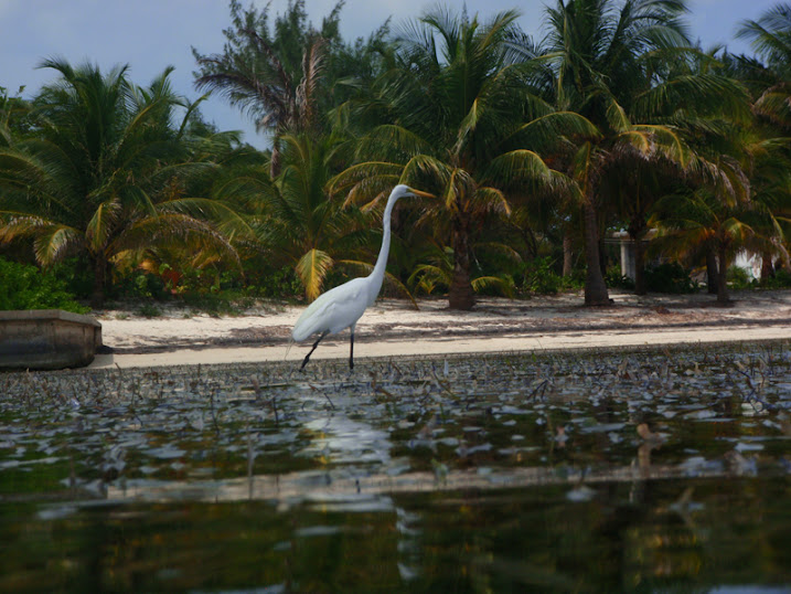 Ardea alba (Great White Egret) North of the Victoria House peir, Ambergris Caye, Belize.