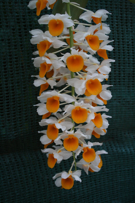 Dendrobium thyrsiflorum IMG_3289