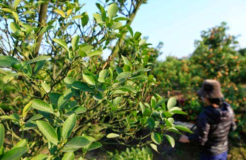 Ngắt bỏ quả để cứu gốc cũng là phương pháp được nhiều người lựa chọn.