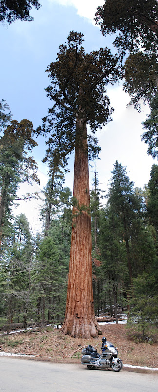 SEQUOIA.jpg