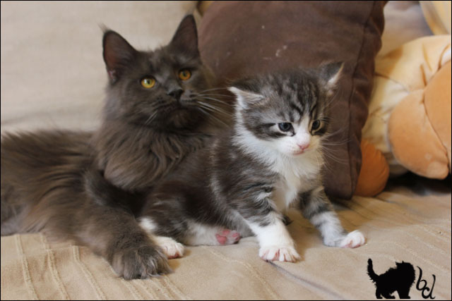 Les 1ers chatons 2012  32