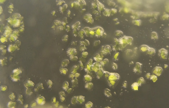 Semis de Phalaenopsis appendiculata DSC00479%25281%2529