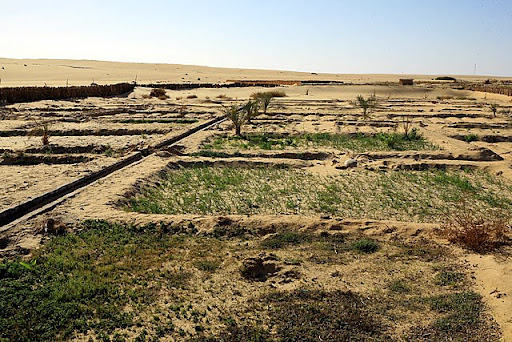 Hello in the Egyptian oasis of Siwa  IMG_7391