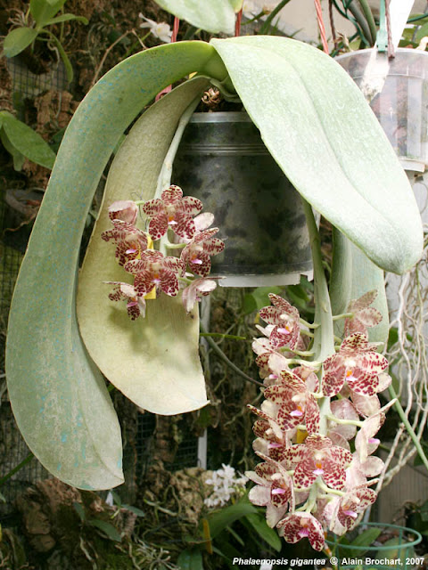 Растения из Тюмени. Краткий обзор - Страница 7 Phalaenopsis%252520gigantea