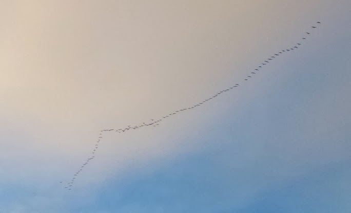 Bird squadrons