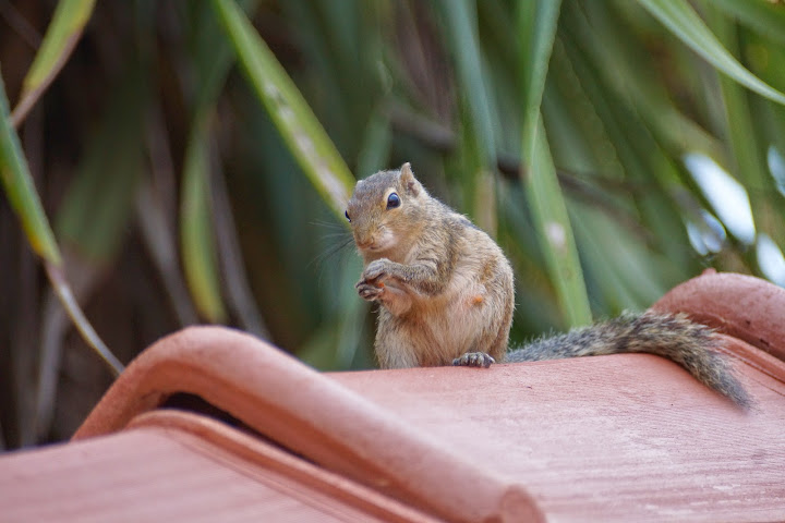 Шри-Ланка: на машине 1 100 км,  фото без комментариев, март-апрель 2013г.