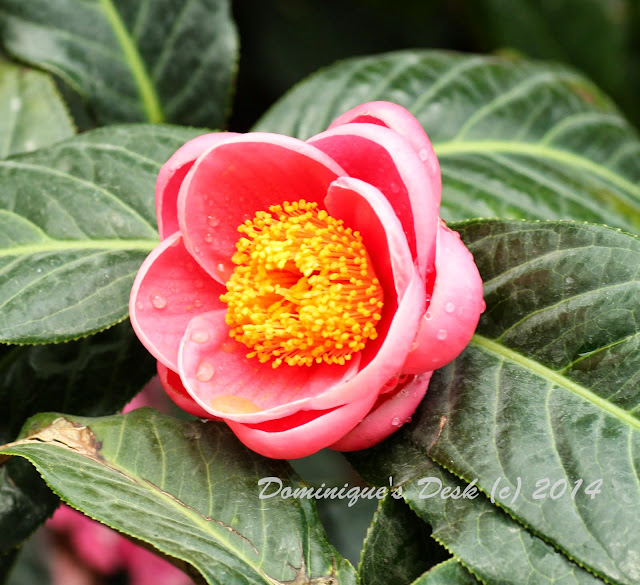 Lovely pink bloom