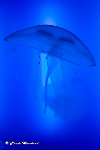 Aquarium de Saint-Malo 20120823_St_Malo_0006