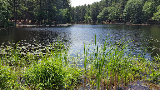 Park «Harold Parker State Forest», reviews and photos, Harold Parker Rd, Andover, MA 01810, USA