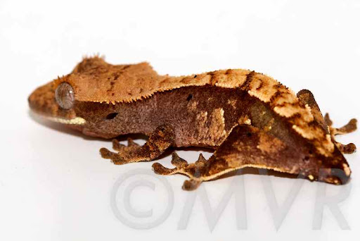 Crested Gecko Morph Chart