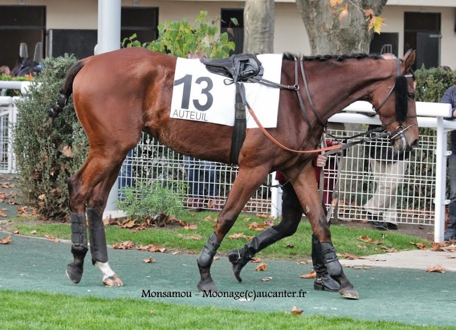 Photos Auteuil 23-11-2014  - Page 2 IMG_6267