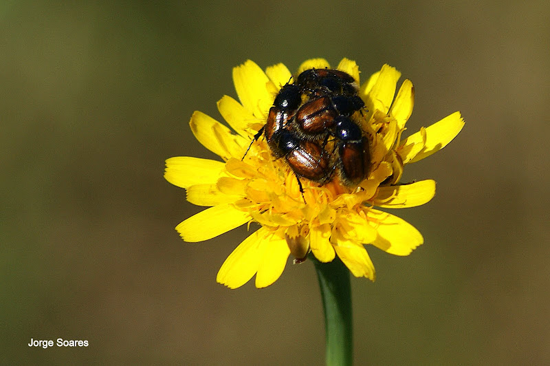 A festa dos escaravelhos