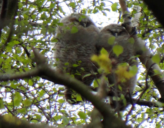 Posted Image