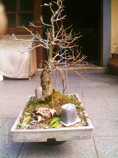 Ficus Benjamina... IMAG0340