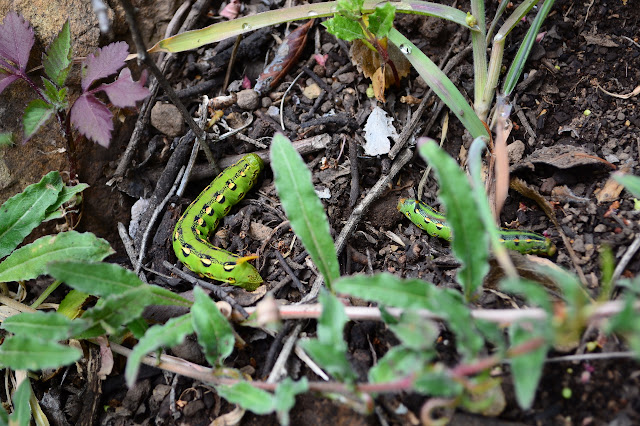 fat green and yellow caterpillars with big thorns at one end