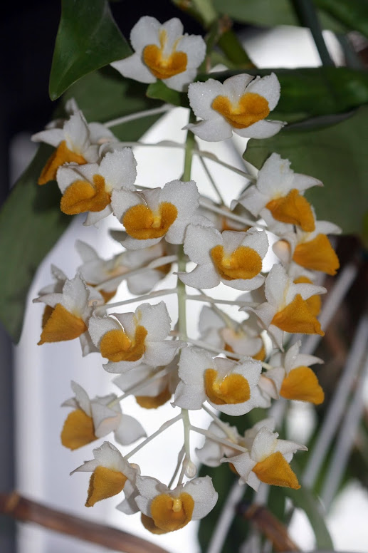 Dendrobium thyrsiflorum IMG_1345