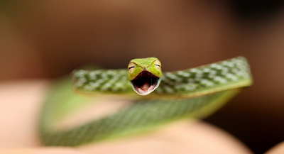 Amazing Snakes Seen On www.coolpicturegallery.us