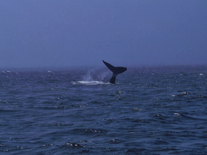 CALIFORNIA 2013 - Blogs de USA - 16 AGOSTO: BALLENAS EN MONTEREY-SANTA CRUZ (5)