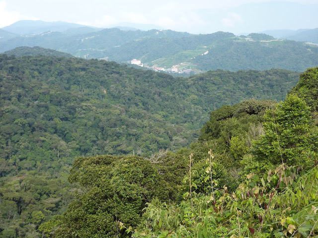 Blog de voyage-en-famille : Voyages en famille, Cameron Highlands, au pays du thé