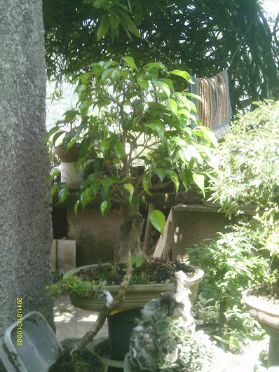 Ficus Benjamina... IMAG0958