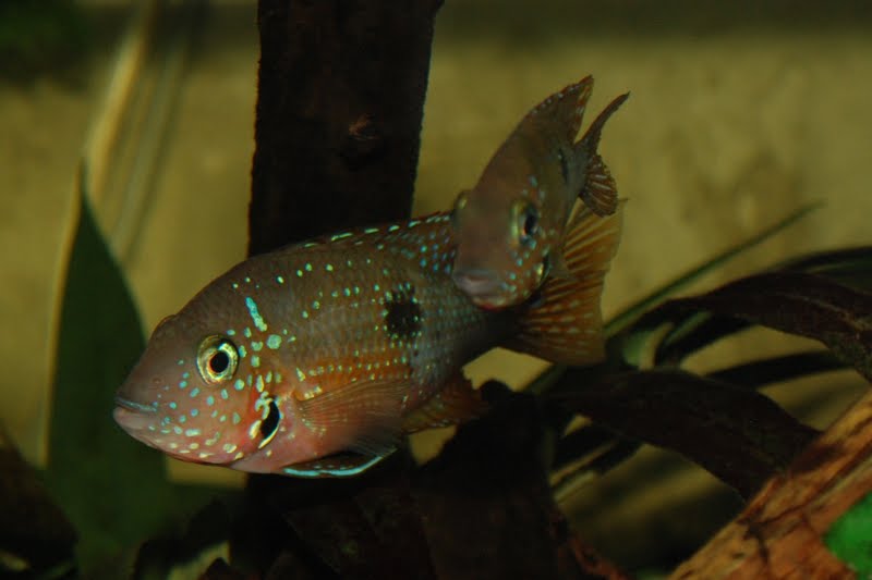 Identification souche thorichthys maculipinnis DSC_4702