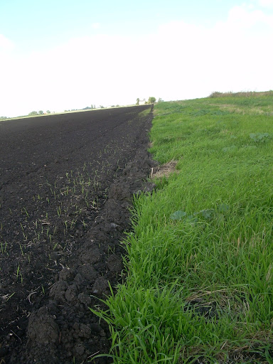 Green and black fields