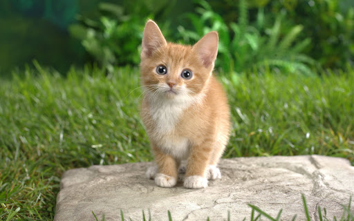 Curious Tabby Kitten