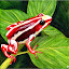 Gleeful Frog's user avatar