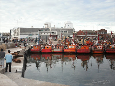 Lobos marinos