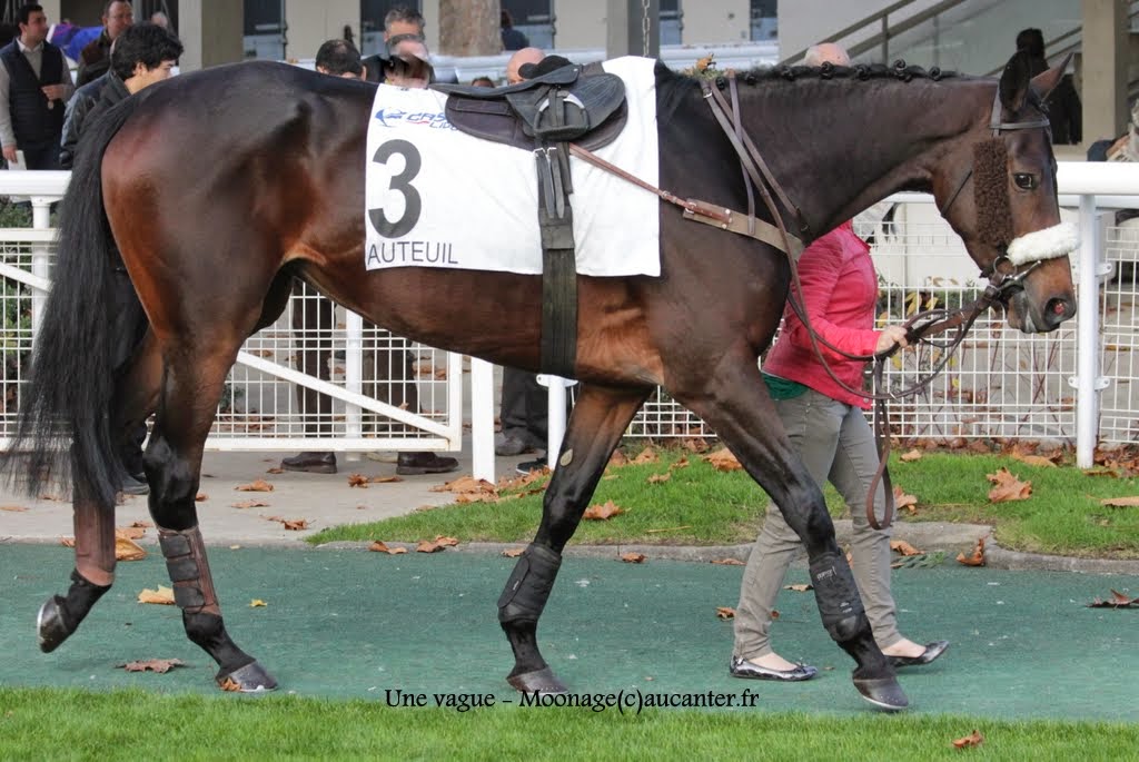 Photos Auteuil 23-11-2014  IMG_6148