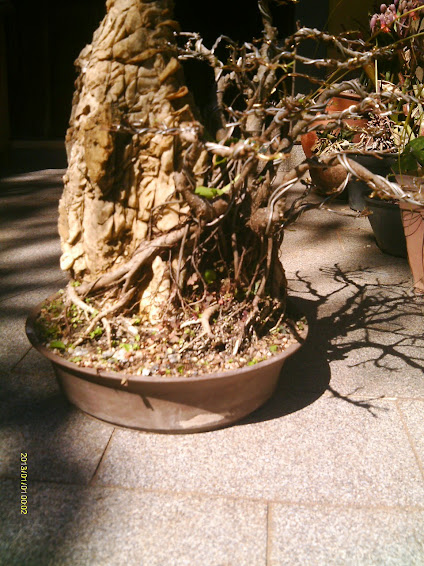 Ficus Microcarpa Começando... IMAG0154