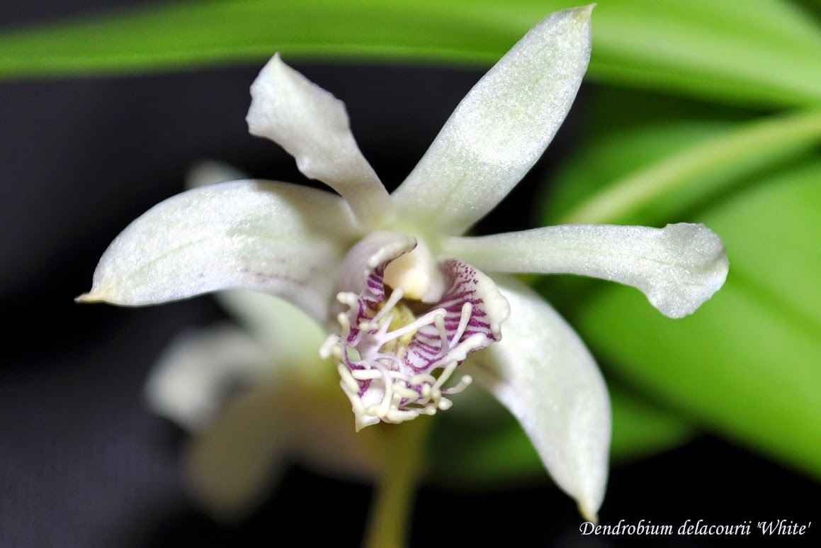 Dendrobium delacourii 'White' CSC_0024