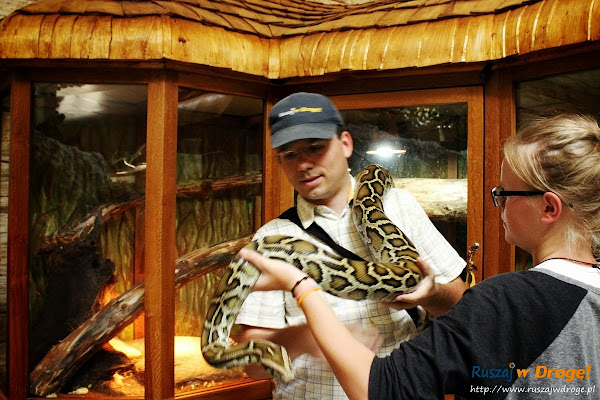 kaszuby Tuchlino - park zoo-egzotyczne - Maciej z wężem