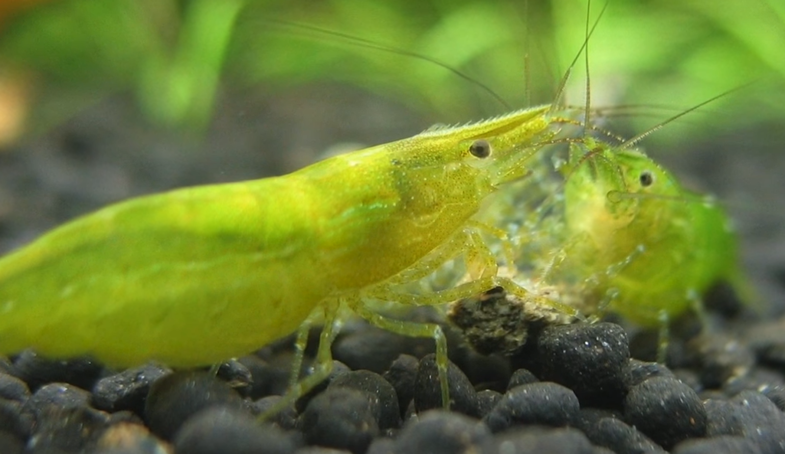 Green shrimp on gravel