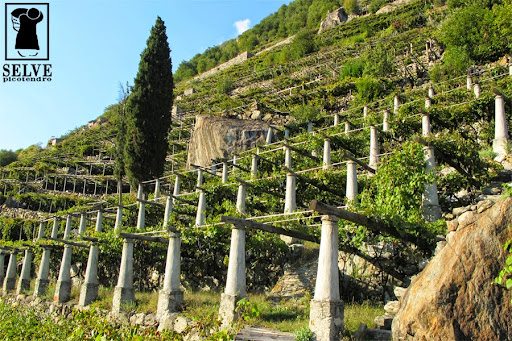 Immagine principale di Azienda Vitivinicola SELVE vino naturale