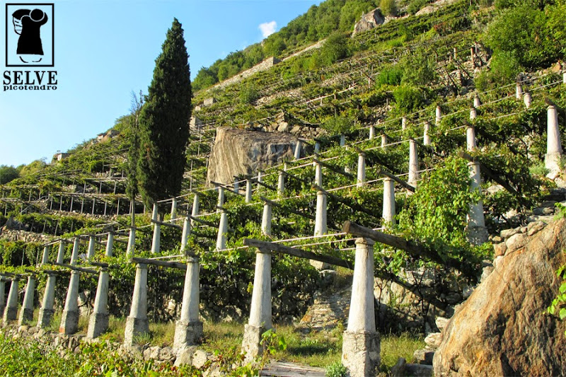 Image principale de Azienda Vitivinicola SELVE vino naturale